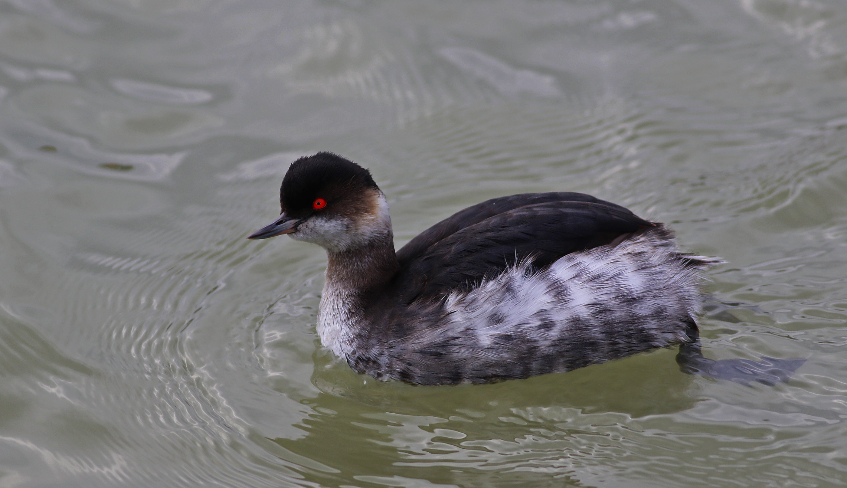 Eared Grebe